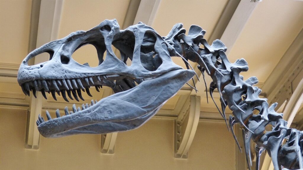 museum, skeleton, dinosaur, dinosaur skeleton, predatory dinosaur, dinosaur, dinosaur, dinosaur, dinosaur, dinosaur, dinosaur skeleton